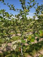 Brentano S Tree Farm Catalog